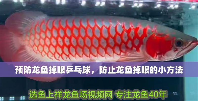 預(yù)防龍魚掉眼乒乓球，防止龍魚掉眼的小方法