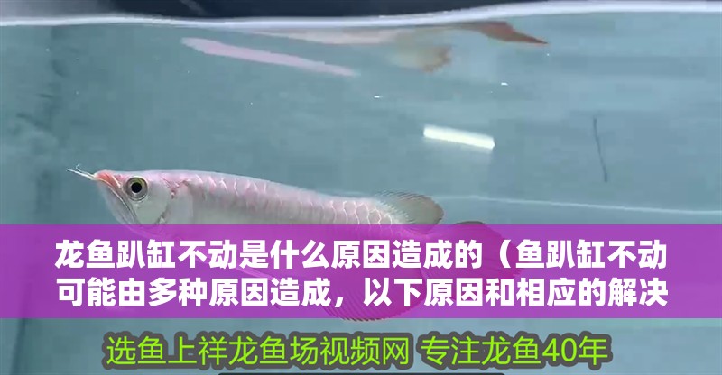 龍魚趴缸不動是什么原因造成的（魚趴缸不動可能由多種原因造成，以下原因和相應的解決措施）