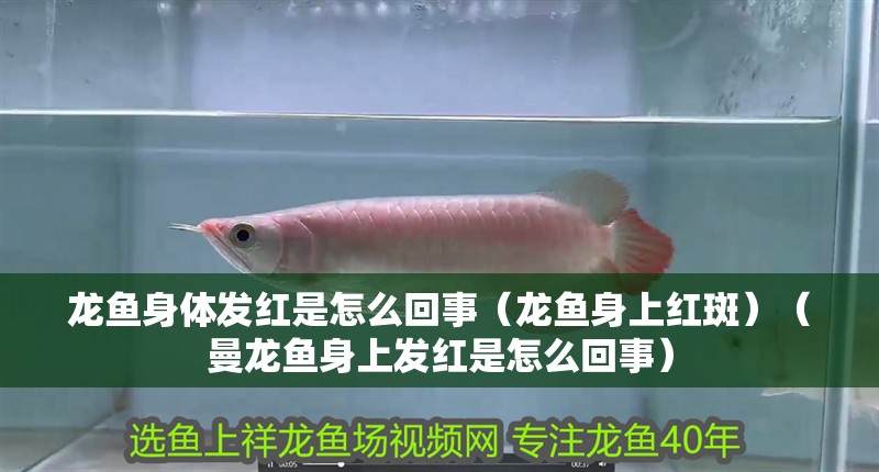 龍魚身體發紅是怎么回事（龍魚身上紅斑）（曼龍魚身上發紅是怎么回事）