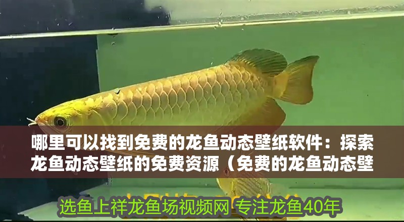 哪里可以找到免費的龍魚動態(tài)壁紙軟件：探索龍魚動態(tài)壁紙的免費資源（免費的龍魚動態(tài)壁紙軟件可以提供免費的龍魚動態(tài)壁紙）