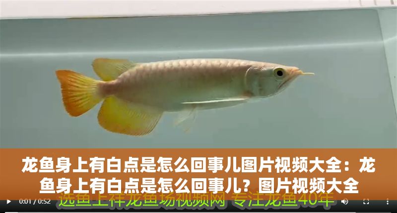 龍魚身上有白點是怎么回事兒圖片視頻大全：龍魚身上有白點是怎么回事兒？圖片視頻大全