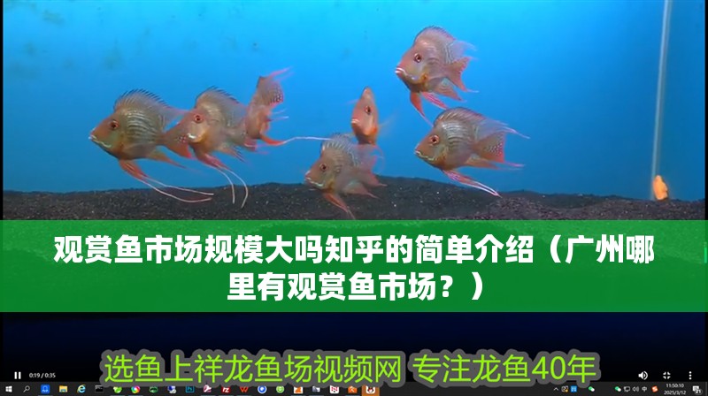 觀賞魚市場規(guī)模大嗎知乎的簡單介紹（廣州哪里有觀賞魚市場？）