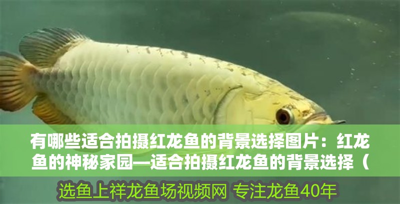 有哪些適合拍攝紅龍魚的背景選擇圖片：紅龍魚的神秘家園—適合拍攝紅龍魚的背景選擇（紅龍魚拍攝技巧）