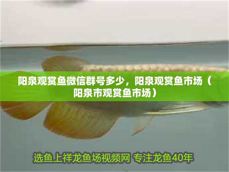 陽泉觀賞魚微信群號(hào)多少，陽泉觀賞魚市場(chǎng)（陽泉市觀賞魚市場(chǎng)）