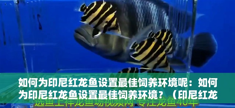 如何為印尼紅龍魚設置最佳飼養環境呢：如何為印尼紅龍魚設置最佳飼養環境？（印尼紅龍魚健康的飼養環境，印尼紅龍魚的飼養環境）