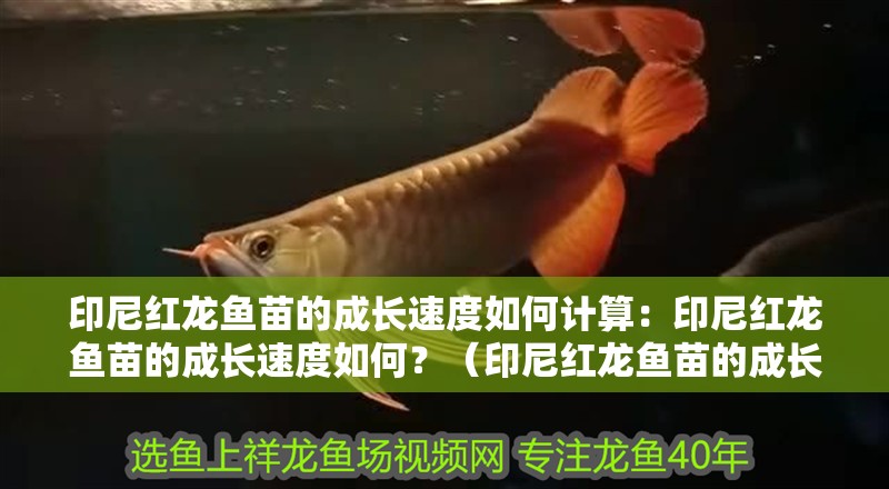 印尼紅龍魚苗的成長速度如何計算：印尼紅龍魚苗的成長速度如何？（印尼紅龍魚苗的成長速度）