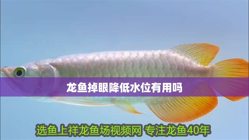 龍魚掉眼降低水位有用嗎