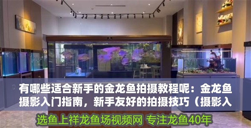 龍魚干蝦有營養(yǎng)嗎 有哪些適合新手的金龍魚拍攝教程呢:金龍魚攝影入門指南,新手友好的拍攝技巧(攝影入門指南:金龍魚攝影入門指南:適合新手拍攝的技巧) 水族問答 有哪些適合新手的金龍魚拍攝教程呢:金龍魚攝影入門指南,新手友好的拍攝技巧(攝影入門指南:金龍魚攝影入門指南:適合新手拍攝的技巧) 有哪些適合新手的金龍魚拍攝教程呢:金龍魚攝影入門指南,新手友好的拍攝技巧(攝影入門指南:金龍魚攝影入門指南:適合新手拍攝的技巧) 水族問答