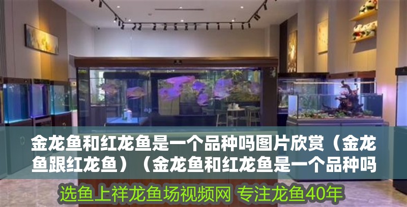 金龍魚和紅龍魚是一個品種嗎圖片欣賞（金龍魚跟紅龍魚）（金龍魚和紅龍魚是一個品種嗎）