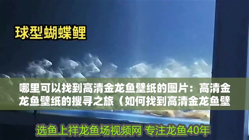 哪里可以找到高清金龍魚壁紙的圖片：高清金龍魚壁紙的搜尋之旅（如何找到高清金龍魚壁紙）