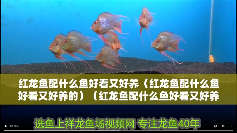 紅龍魚配什么魚好看又好養（紅龍魚配什么魚好看又好養的）（紅龍魚配什么魚好看又好養）