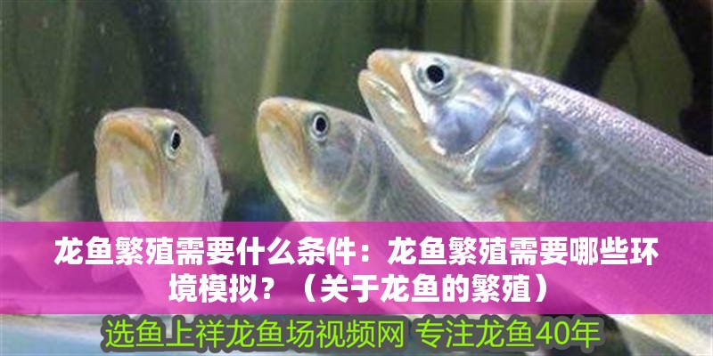 龍魚繁殖需要什么條件：龍魚繁殖需要哪些環境模擬？（關于龍魚的繁殖）