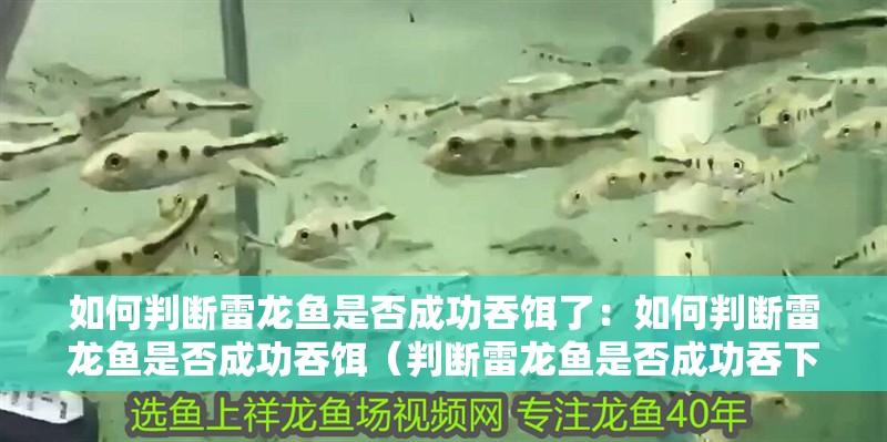 如何判斷雷龍魚是否成功吞餌了：如何判斷雷龍魚是否成功吞餌（判斷雷龍魚是否成功吞下食物是否成功吞下食物是否成功）