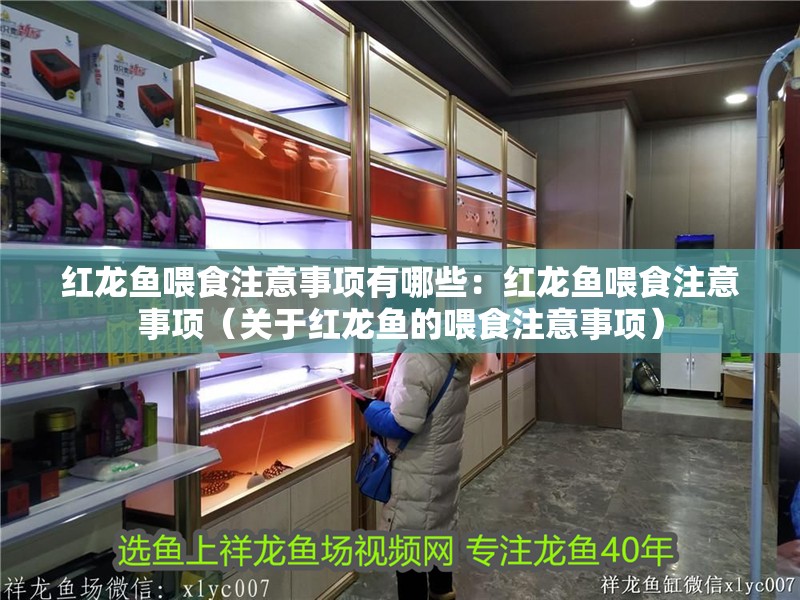 紅龍魚喂食注意事項有哪些：紅龍魚喂食注意事項（關于紅龍魚的喂食注意事項）
