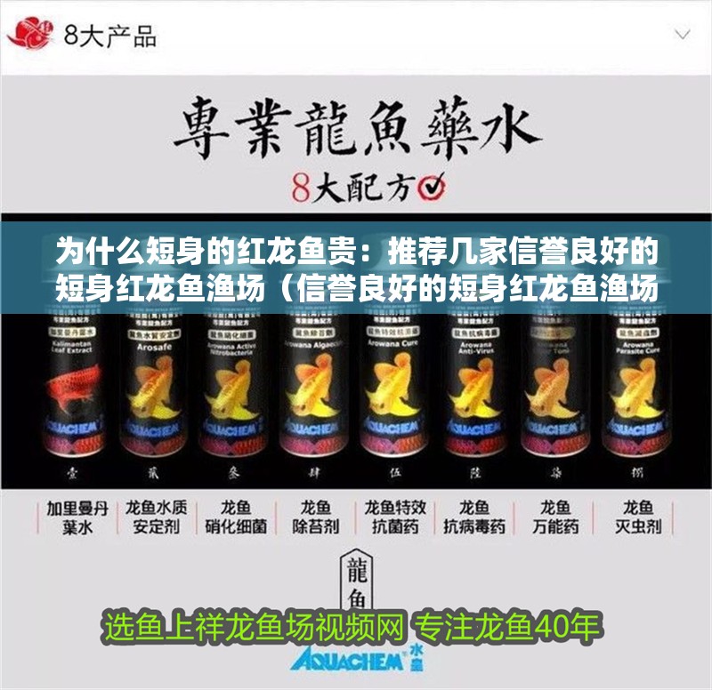 為什么短身的紅龍魚貴：推薦幾家信譽良好的短身紅龍魚漁場（信譽良好的短身紅龍魚漁場）