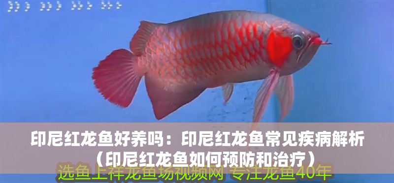 印尼紅龍魚好養(yǎng)嗎：印尼紅龍魚常見疾病解析（印尼紅龍魚如何預(yù)防和治療）