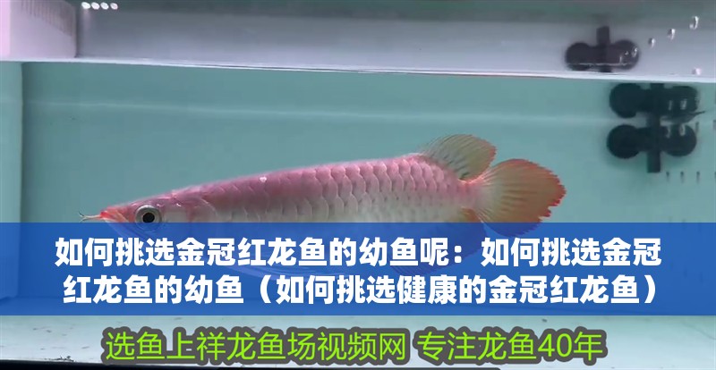 如何挑選金冠紅龍魚的幼魚呢：如何挑選金冠紅龍魚的幼魚（如何挑選健康的金冠紅龍魚） 如何挑選金冠紅龍魚的幼魚呢：如何挑選金冠紅龍魚的幼魚（如何挑選健康的金冠紅龍魚） 水族問答