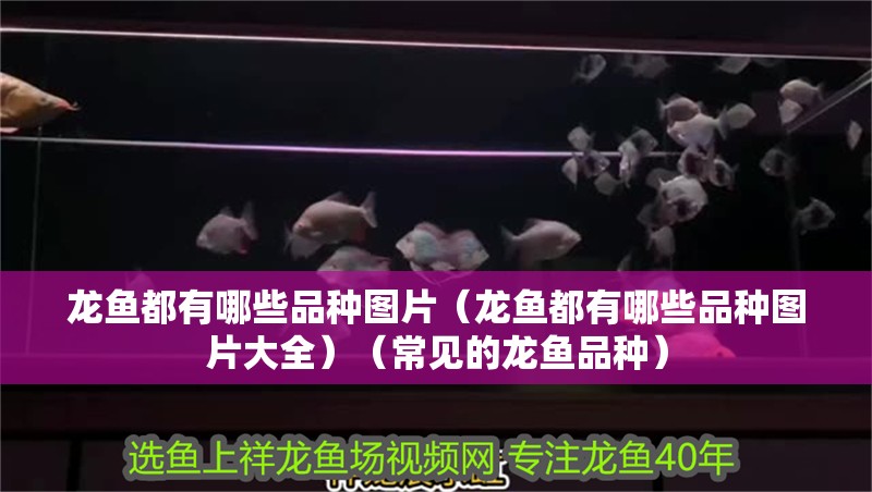龍魚都有哪些品種圖片（龍魚都有哪些品種圖片大全）（常見的龍魚品種）