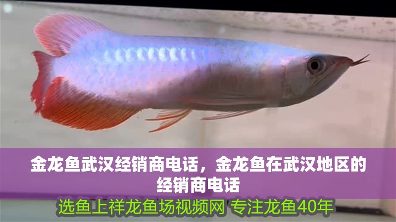 金龍魚武漢經銷商電話，金龍魚在武漢地區的經銷商電話