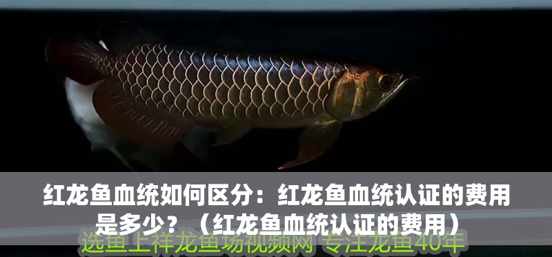 紅龍魚血統(tǒng)如何區(qū)分：紅龍魚血統(tǒng)認(rèn)證的費用是多少？（紅龍魚血統(tǒng)認(rèn)證的費用）