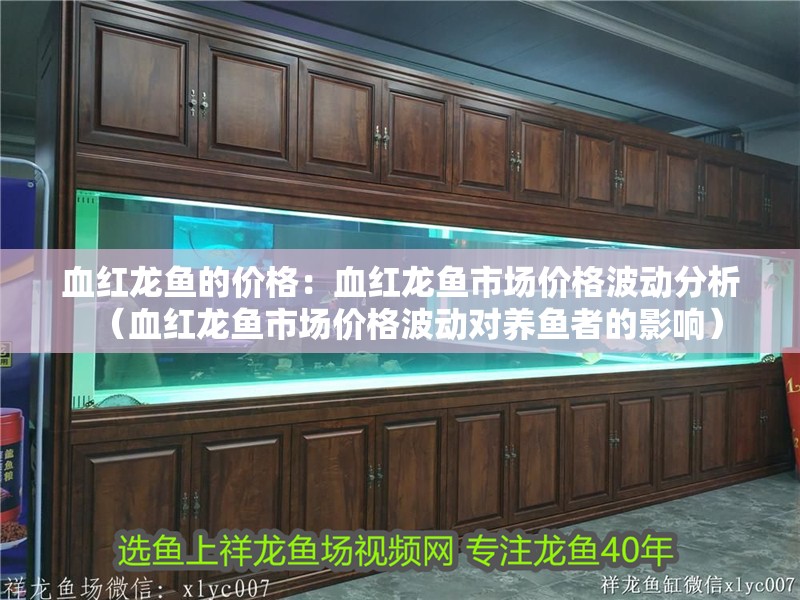 血紅龍魚的價格：血紅龍魚市場價格波動分析（血紅龍魚市場價格波動對養魚者的影響）