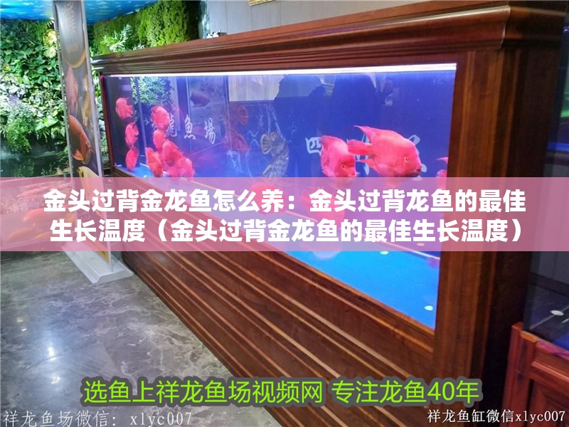 什么魚能和龍魚、虎魚混養(龍魚能和虎魚混養嗎) 金頭過背金龍魚怎么養:金頭過背龍魚的最佳生長溫度(金頭過背金龍魚的最佳生長溫度) 水族問答 金頭過背金龍魚怎么養:金頭過背龍魚的最佳生長溫度(金頭過背金龍魚的最佳生長溫度) 金頭過背金龍魚怎么養:金頭過背龍魚的最佳生長溫度(金頭過背金龍魚的最佳生長溫度) 水族問答