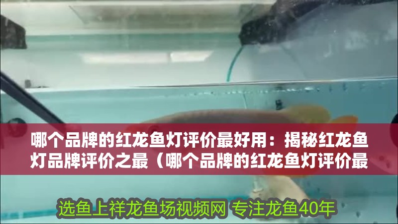 哪個品牌的紅龍魚燈評價最好用：揭秘紅龍魚燈品牌評價之最（哪個品牌的紅龍魚燈評價最好）