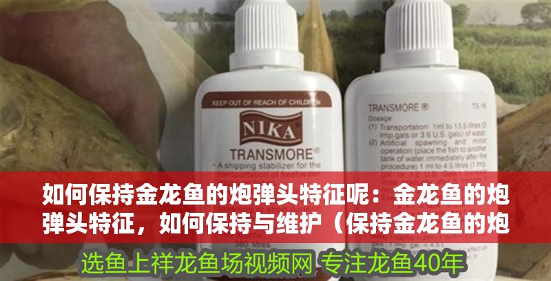 如何保持金龍魚的炮彈頭特征呢：金龍魚的炮彈頭特征，如何保持與維護（保持金龍魚的炮彈頭特征）