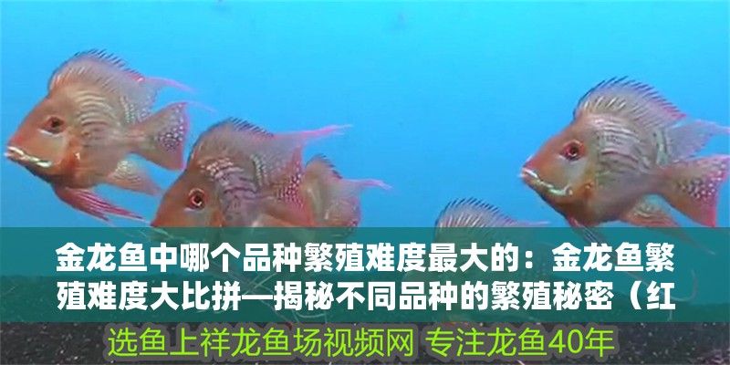 金龍魚中哪個品種繁殖難度最大的：金龍魚繁殖難度大比拼—揭秘不同品種的繁殖秘密（紅尾金龍魚的繁殖特點）