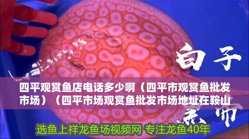 <strong><mark>四平</mark></strong>觀賞魚店電話多少?。?strong><mark>四平</mark></strong>市觀賞魚批發市場）（<strong><mark>四平</mark></strong>市場觀賞魚批發市場地址在鞍山啟明花鳥魚市場地址）