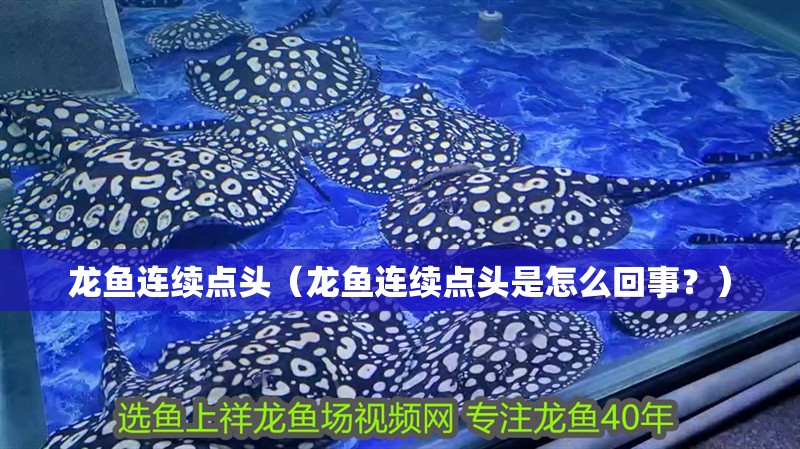 龍魚連續點頭（龍魚連續點頭是怎么回事？）