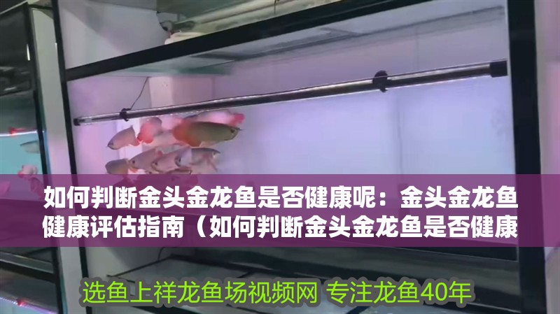 如何判斷金頭金龍魚是否健康呢：金頭金龍魚健康評(píng)估指南（如何判斷金頭金龍魚是否健康） 如何判斷金頭金龍魚是否健康呢：金頭金龍魚健康評(píng)估指南（如何判斷金頭金龍魚是否健康） 水族問答