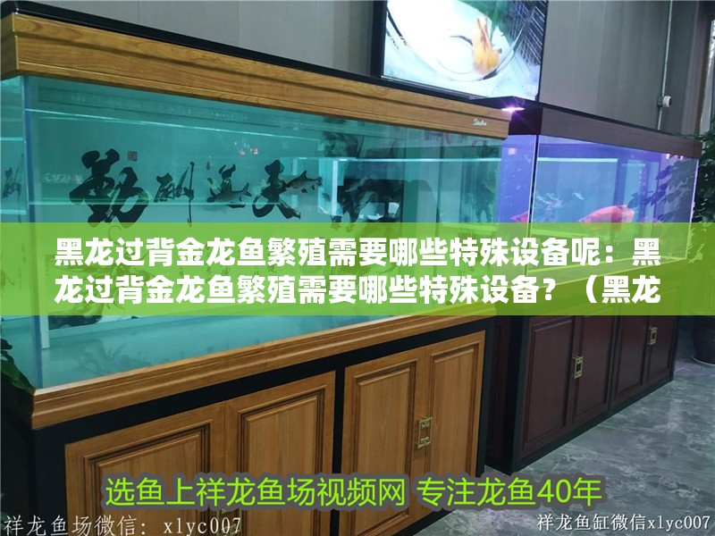 黑龍過背金龍魚繁殖需要哪些特殊設備呢：黑龍過背金龍魚繁殖需要哪些特殊設備？（黑龍過背金龍過背金龍魚繁殖需要以下特殊的設備設備）