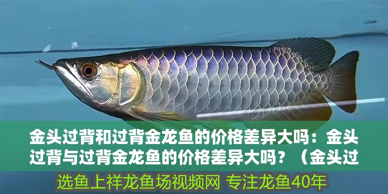 金頭過背和過背金龍魚的價格差異大嗎：金頭過背與過背金龍魚的價格差異大嗎？（金頭過背和過背金龍魚價格差異大嗎？）