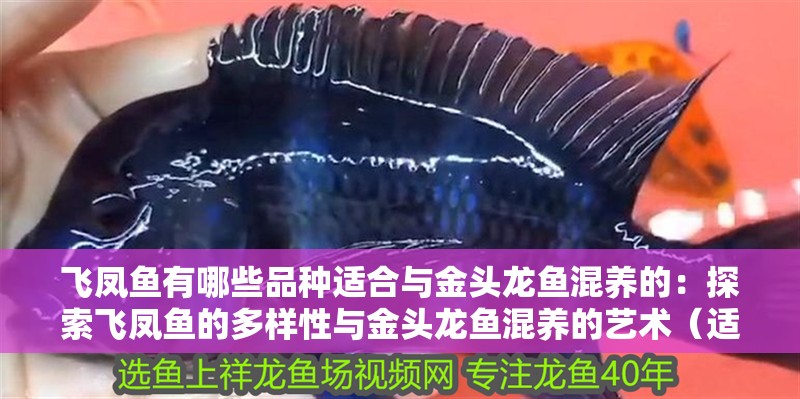 飛鳳魚有哪些品種適合與金頭龍魚混養(yǎng)的：探索飛鳳魚的多樣性與金頭龍魚混養(yǎng)的藝術(shù)（適合與金頭龍魚混養(yǎng)的飛鳳魚混養(yǎng)的飛鳳魚品種及其特點(diǎn)）
