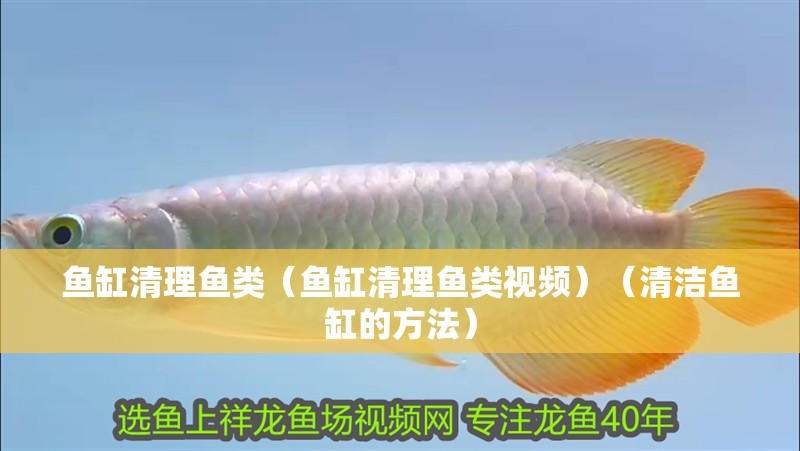 魚缸清理魚類（魚缸清理魚類視頻）（清潔魚缸的方法）