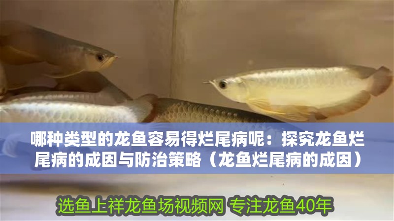 哪種類(lèi)型的龍魚(yú)容易得爛尾病呢：探究龍魚(yú)爛尾病的成因與防治策略（龍魚(yú)爛尾病的成因）