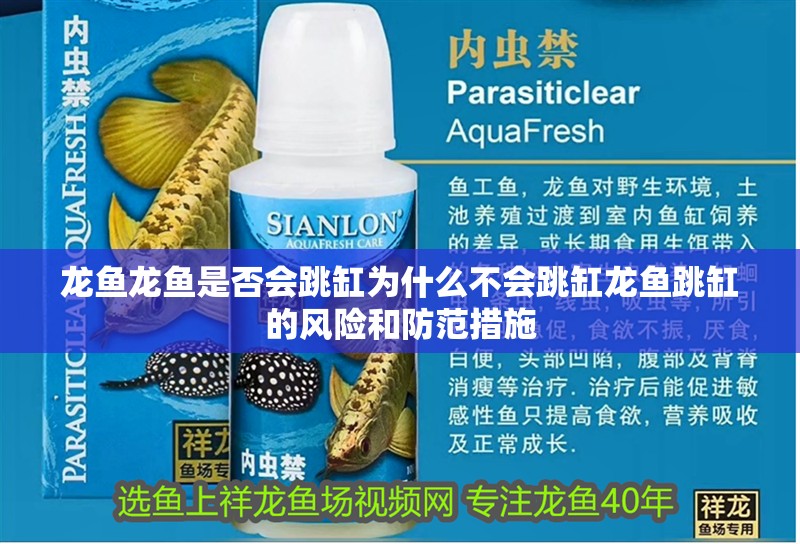 龍魚龍魚是否會(huì)跳缸為什么不會(huì)跳缸龍魚跳缸的風(fēng)險(xiǎn)和防范措施