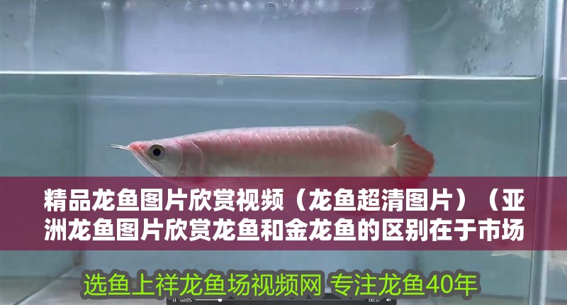 精品龍魚圖片欣賞視頻（龍魚超清圖片）（亞洲龍魚圖片欣賞龍魚和金龍魚的區別在于市場定位不同）