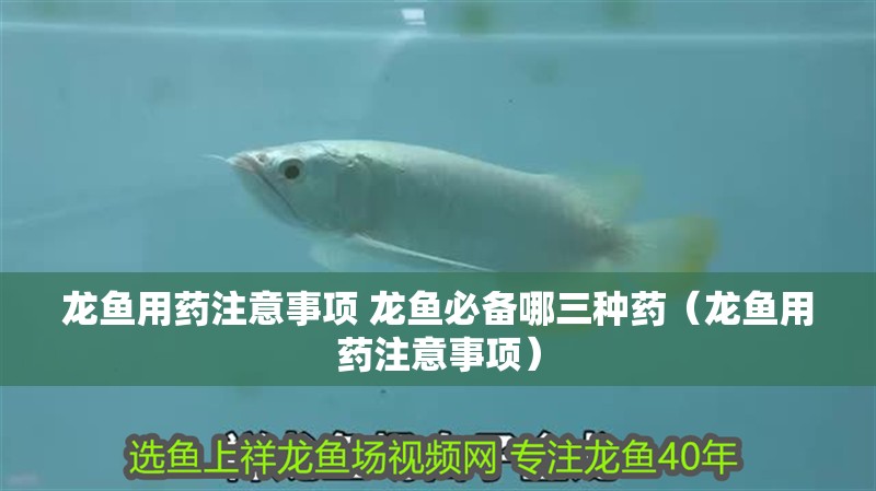 龍魚用藥注意事項(xiàng) 龍魚必備哪三種藥（龍魚用藥注意事項(xiàng)）