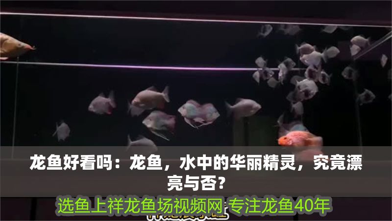龍魚好看嗎：龍魚，水中的華麗精靈，究竟漂亮與否？