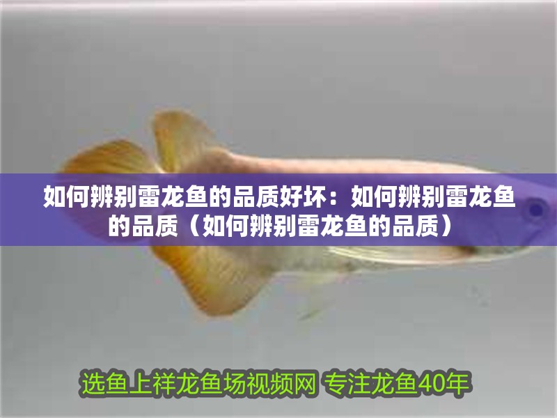 如何辨別雷龍魚的品質好壞：如何辨別雷龍魚的品質（如何辨別雷龍魚的品質）