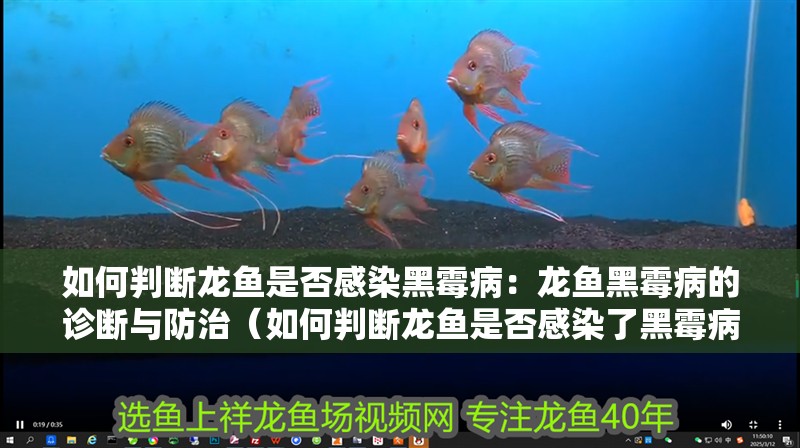 如何判斷龍魚是否感染黑霉病：龍魚黑霉病的診斷與防治（如何判斷龍魚是否感染了黑霉病）