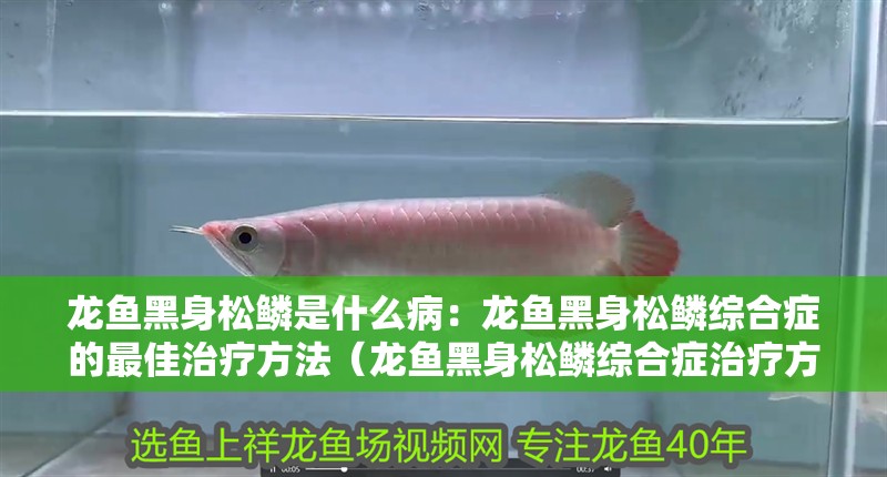 龍魚黑身松鱗是什么病：龍魚黑身松鱗綜合癥的最佳治療方法（龍魚黑身松鱗綜合癥治療方法）