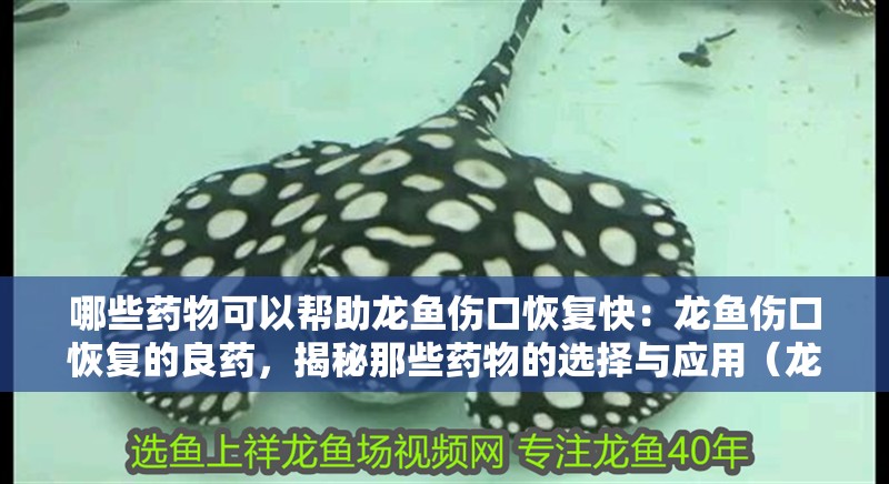 哪些藥物可以幫助龍魚傷口恢復(fù)快：龍魚傷口恢復(fù)的良藥，揭秘那些藥物的選擇與應(yīng)用（龍魚傷口恢復(fù)成為養(yǎng)魚愛好者們關(guān)心的藥物及其應(yīng)用方法）