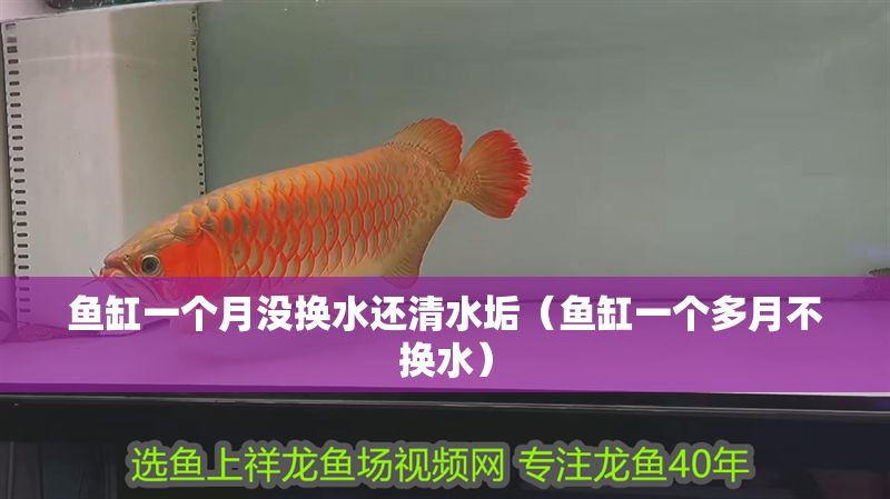 魚缸一個月沒換水還清水垢（魚缸一個多月不換水） 魚缸一個月沒換水還清水垢（魚缸一個多月不換水） 全國水族館企業(yè)名錄 第1張