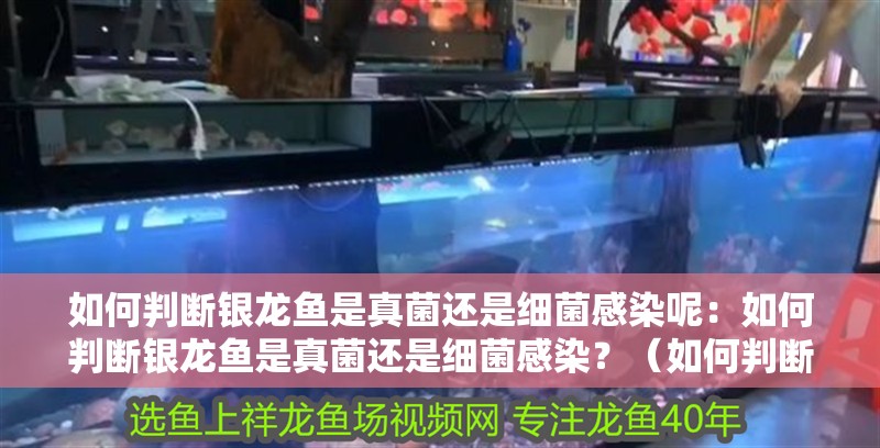 如何判斷銀龍魚是真菌還是細菌感染呢：如何判斷銀龍魚是真菌還是細菌感染？（如何判斷銀龍魚是否患上真菌或細菌感染？）