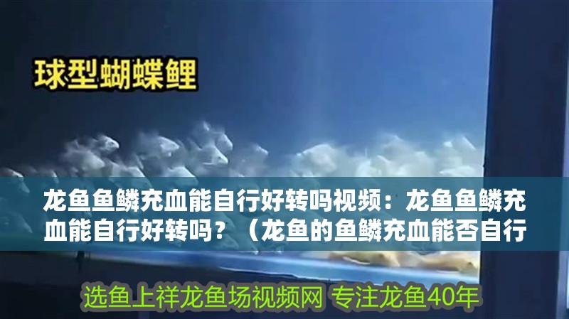 龍魚魚鱗充血能自行好轉嗎視頻：龍魚魚鱗充血能自行好轉嗎？（龍魚的魚鱗充血能否自行好轉）