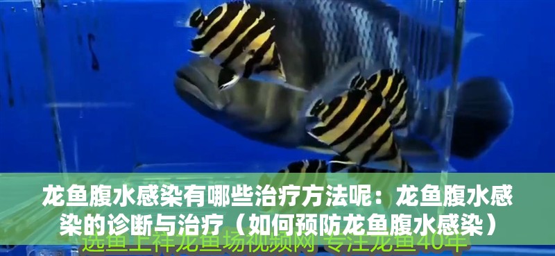 龍魚腹水感染有哪些治療方法呢：龍魚腹水感染的診斷與治療（如何預防龍魚腹水感染）