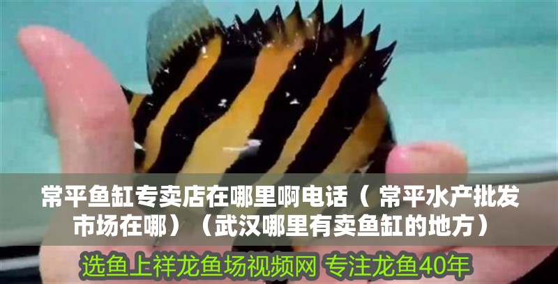 常平魚缸專賣店在哪里啊電話（ 常平水產批發市場在哪）（武漢哪里有賣魚缸的地方）